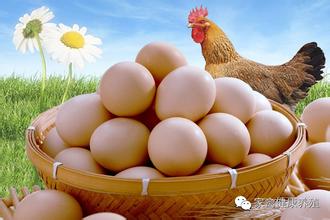 2020年6月1日全国部分地区鸡蛋、淘汰鸡价格参考